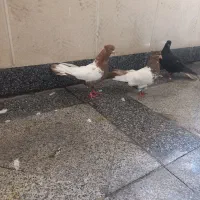 دو جفت سینه ای|پرنده|تهران, ازگل|دیوار