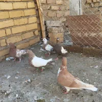 ۵عدد کفتر قشنگ