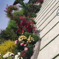 زمین باغشهری کودیان