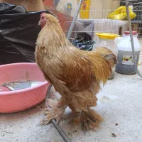 دو عدد خروس برهما|حیوانات مزرعه|تهران, پردیسان|دیوار