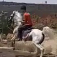 اسب نریان|اسب و تجهیزات اسب‌سواری|خمینی‌شهر, |دیوار