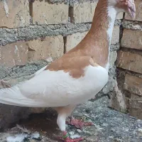 کبوتر  خاص یهودی