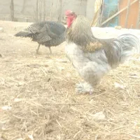 خروس مرغ جوجه بوقلمون