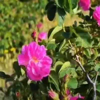 گل محمدی