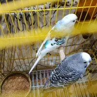 مرغ عشق رینبو