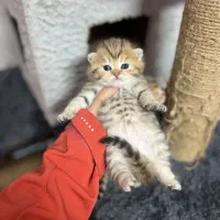 واگذاری گربه|گربه|رودسر, |دیوار