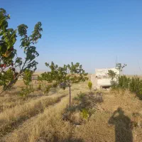 فروش زمین به متراژ ۴۰۰۰ متر مربع|فروش زمین و ملک کلنگی|ارشق, |دیوار