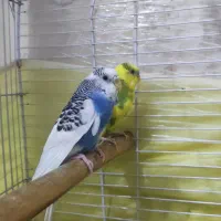 مرغ عشق نر و ماده