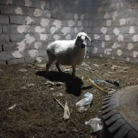 میش اوست هسته