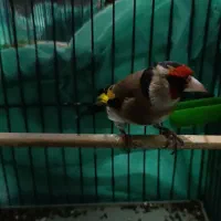 سهره نر|پرنده|نظرآباد, رسالت|دیوار