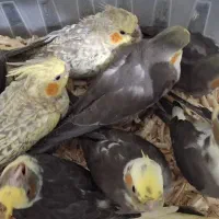 جوجه سرلاکی نرم خور عروس هلندی