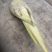 عروس هلندی ماده بالغ خوشرنگ دستی