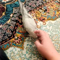 عروس هلندی ماده|پرنده|خمینی‌شهر, |دیوار