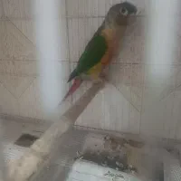 گرینچک نر|پرنده|مشهد, شهید قربانی|دیوار