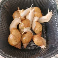 حلزون آتاجینا