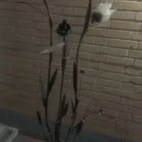 چراغ خواب -آباژور|چراغ خواب و آباژور|سمنان, |دیوار