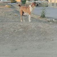 سگ ماده آلابای