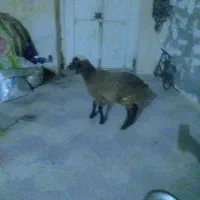 بره|حیوانات مزرعه|برازجان, |دیوار