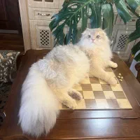 دو تا گربه اسکاتیش وارداتی cy12-ny11