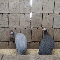 مرغ ،مرغ شاخدار