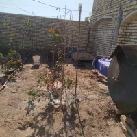 خونه باغ نیم ساخته پشت پارک زیتون..|فروش خانه و ویلا|آران و بیدگل, |دیوار