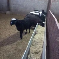 گوسفندزنده|حیوانات مزرعه|کهریزک, |دیوار