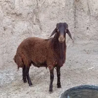 بره قوچی سرخ اصیل بزری