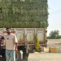 یونجه خشک|خدمات باغبانی و درختکاری|اهواز, منازل کارون|دیوار