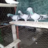 سه عدد سبز پاکستانی درجه یک|پرنده|میناب, |دیوار