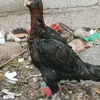 دو عدد مرغ لاری اصیل