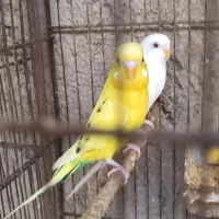 مرغ عشق خانگی نسل هشت تخمه هلندی زرد و سفید|پرنده|زاهدان, |دیوار