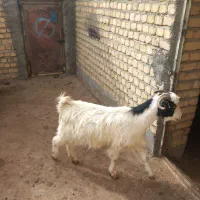 بز و بزغاله