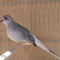 ی جفت کبوتر  اندازه مرغ عشق