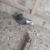 گفتر پرشی|پرنده|شهر ری, دولتآباد|دیوار