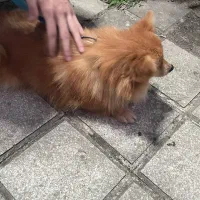 سگ پامرین پشمالو