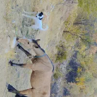 فروش نریان به دلیل کمبود جا