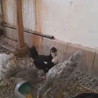 جوجه و مرغ و خروس گلین اصل|حیوانات مزرعه|مشهد, کوشش|دیوار