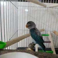 طوطی برزیلی نژاد دار