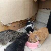 بچه گربه دی اس اچ رایگان