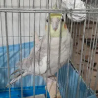 عروس هلندی نر|پرنده|ماهدشت, |دیوار