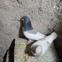 2جفت شهری چپویال بی نقص|پرنده|شیراز, دروازه قران|دیوار