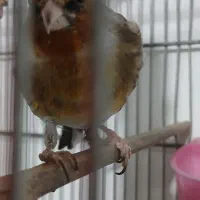 سر قناری نر