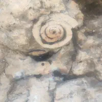 فسیل زیبا