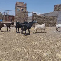 بز جوان