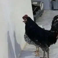 مرغ طوسی با خروس