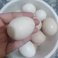 تخم‌مرغ محلی