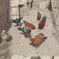 خورس و مرغ محلی|حیوانات مزرعه|خرمدشت, |دیوار