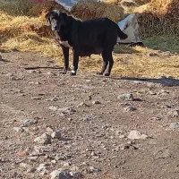 واگذاری ماده عراقی شکم پر