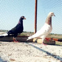 ۴ تا کبوتر|پرنده|گرگان, |دیوار