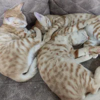 واگذاری سریع گربه